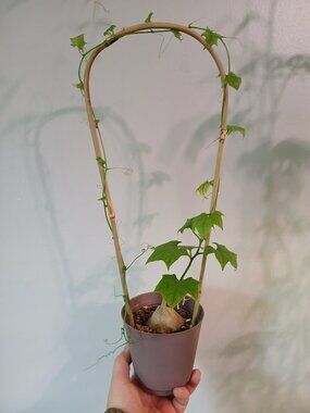 Gerrardanthus Macrorhizus Plant